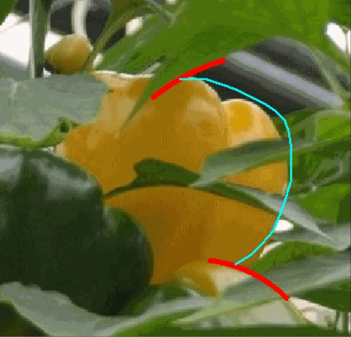 Pepper Animation