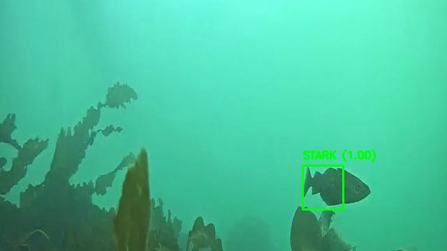 PIRATE tracker output example