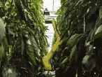 Agrovision