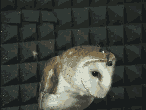 The OwlCam Project